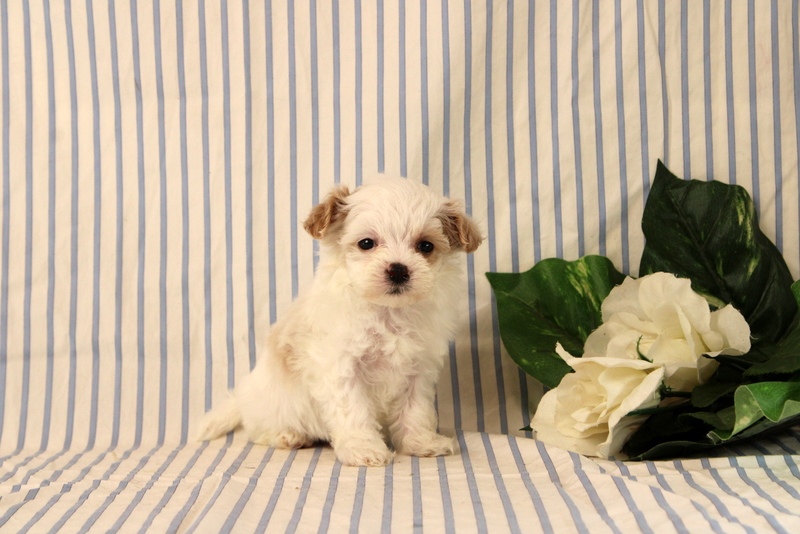 puppy, for, sale, Maltipoo, Matthew B. Stoltzfus, dog, breeder, Gap, PA, dog-breeder, puppy-for-sale, forsale, nearby, find, puppyfind, locator, puppylocator, aca